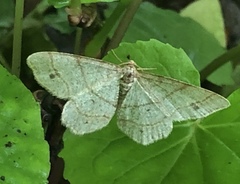 Trigrammia quadrinotaria