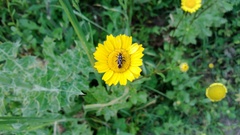 Calocoris nemoralis