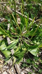 Plantago lanceolata