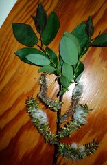 Salix pseudomonticola