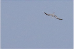 Thalasseus bengalensis