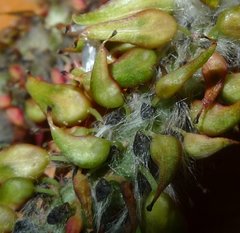 Salix pseudomonticola