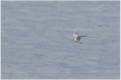 Thalasseus bengalensis