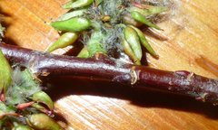 Salix pseudomonticola