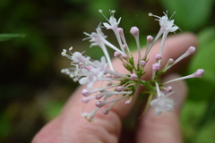 Valeriana pauciflora