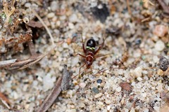 Closterocoris amoenus