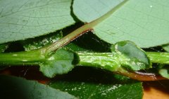 Salix pseudomonticola