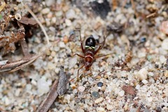 Closterocoris amoenus