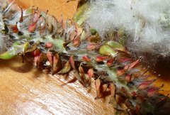 Salix pseudomonticola