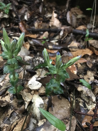 Image of Gentiana zollingeri by no rights reserved