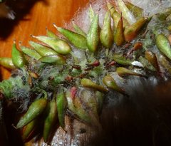 Salix pseudomonticola