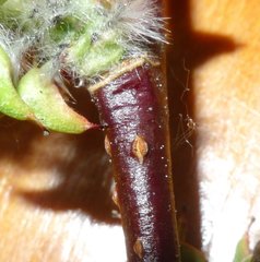 Salix pseudomonticola