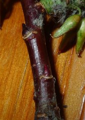 Salix pseudomonticola