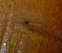 Salix pseudomonticola