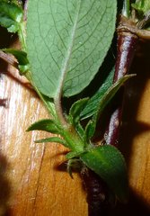 Salix pseudomonticola