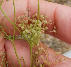 Spermolepis echinata