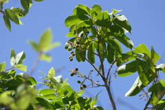 (c) Dinesh Valke, some rights reserved (CC BY-SA) Lepisanthes tetraphylla, photograph (c) Dinesh Valke, some rights reserved (CC BY-SA)