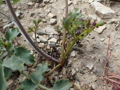 Lomatium repostum