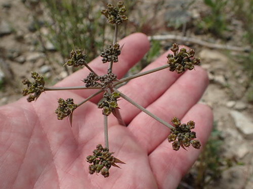 Image of Lomatium repostum by no rights reserved