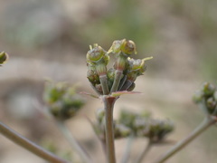 Lomatium repostum