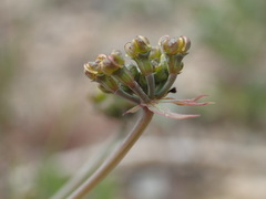 Lomatium repostum