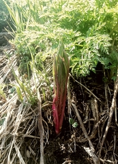 Jacobaea cannabifolia