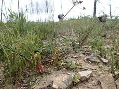 Lomatium repostum