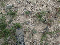 Lomatium repostum