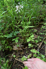 Valeriana pauciflora
