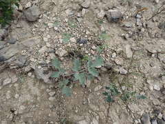 Lomatium repostum