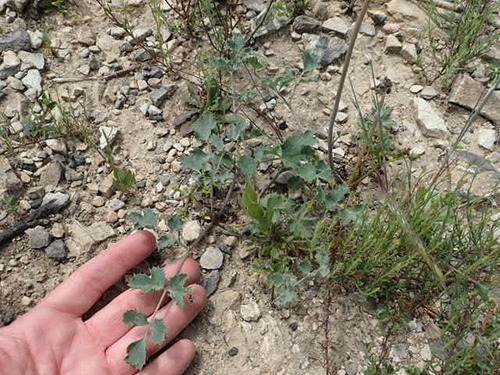 Image of Lomatium repostum by no rights reserved