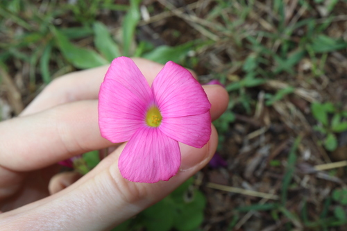 Image of Oxalis bowiei by (c) Thomas Mesaglio, some rights reserved (CC BY)