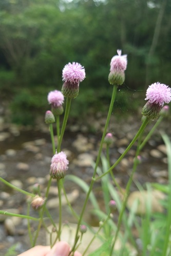 Image of Hemisteptia lyrata by (c) 如此甚好, some rights reserved (CC BY)