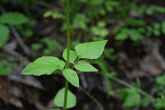 Valeriana pauciflora