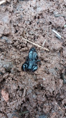 Bothriurus bonariensis