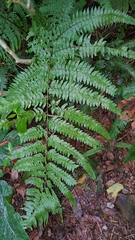 Microlepia krameri