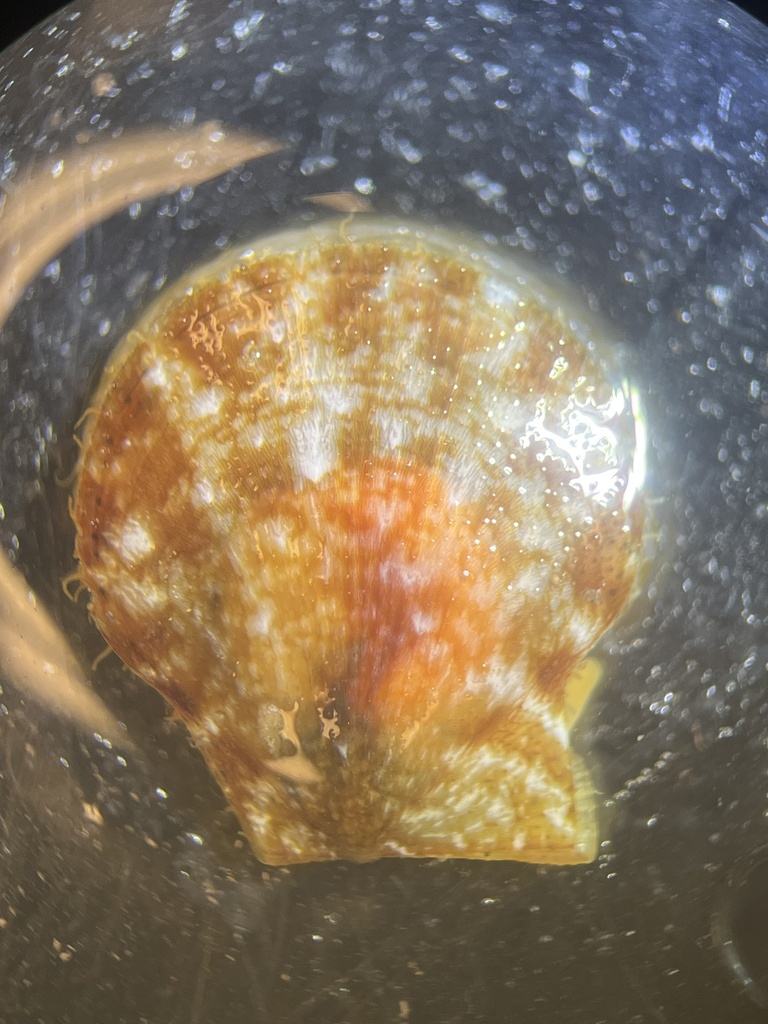 Ribbed Scallop