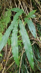 Alpinia intermedia