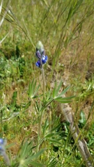Lupinus bicolor