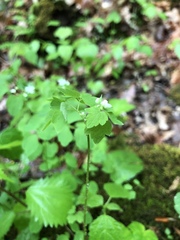 Thalictrum clavatum