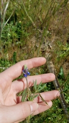 Lupinus bicolor