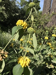 Phlomis fruticosa