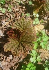 Filipendula camtschatica