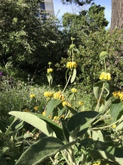 Phlomis fruticosa