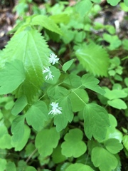Thalictrum clavatum