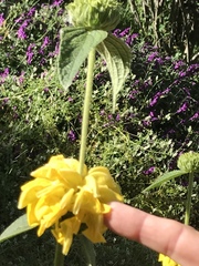 Phlomis fruticosa