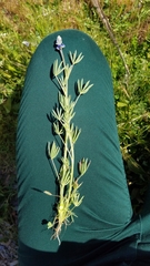 Lupinus bicolor