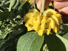 Phlomis fruticosa