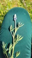Lupinus bicolor