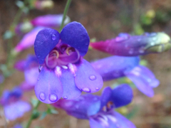 Penstemon azureus